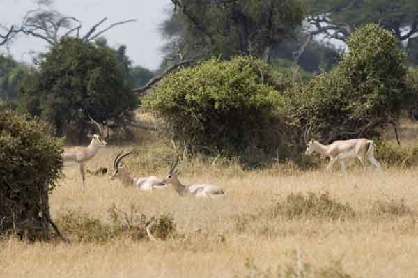 92 - Kenia - Gacelas - parque nacional de Amboseli